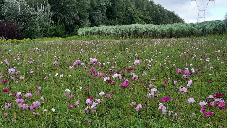 Bisel.champ fleuri